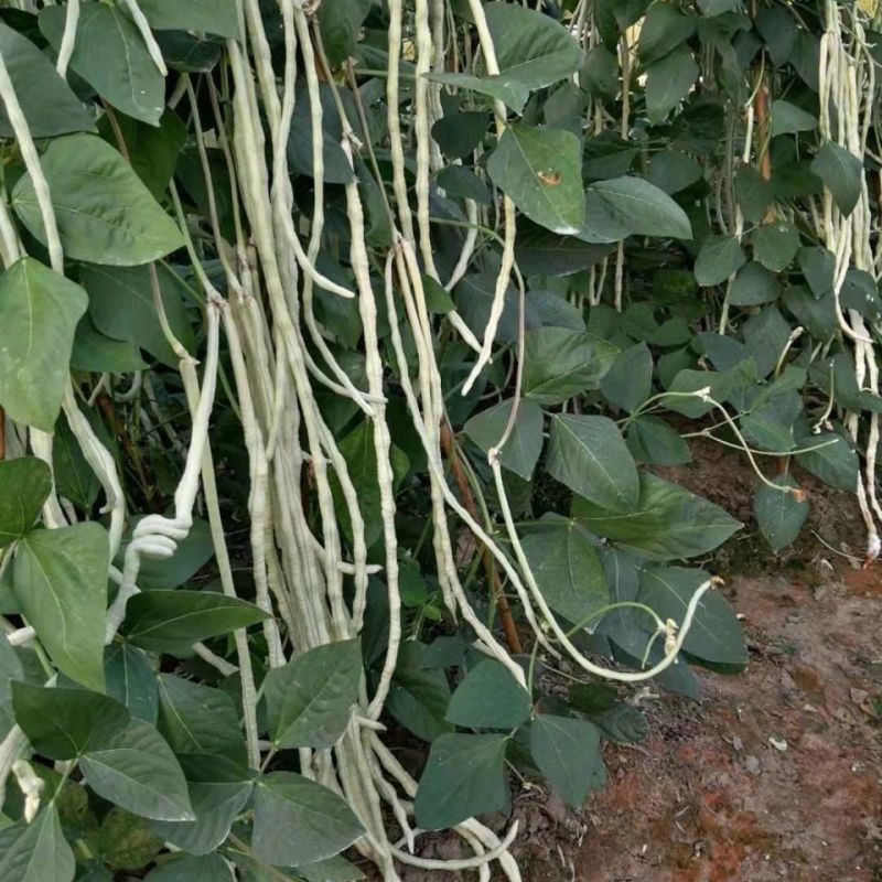 白金刚白豇豆种子早熟耐高温高产荚白玉油亮长豆角籽春夏