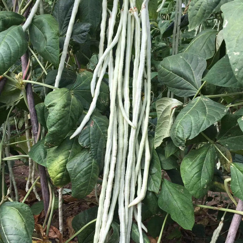 白金刚白豇豆种子早熟耐高温高产荚白玉油亮长豆角籽春夏