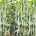 白金刚白豇豆种子早熟耐高温高产荚白玉油亮长豆角籽春夏