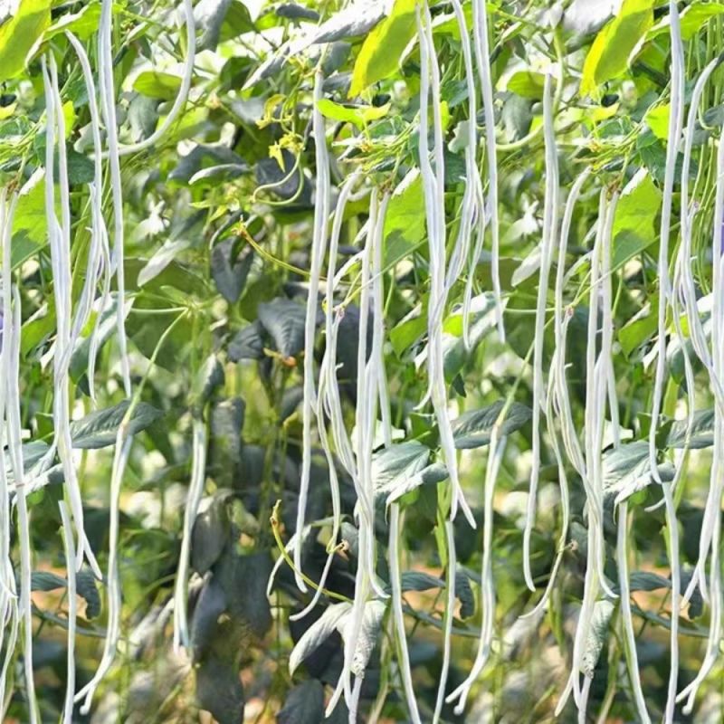 白金刚白豇豆种子早熟耐高温高产荚白玉油亮长豆角籽春夏
