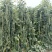 白金刚白豇豆种子早熟耐高温高产荚白玉油亮长豆角籽春夏