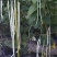 白金刚白豇豆种子早熟耐高温高产荚白玉油亮长豆角籽春夏
