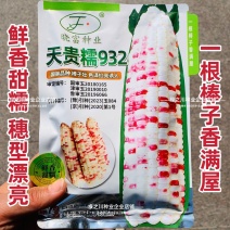 天贵糯932玉米种子高产晓富彩甜糯玉米种子鲜食大棒彩糯