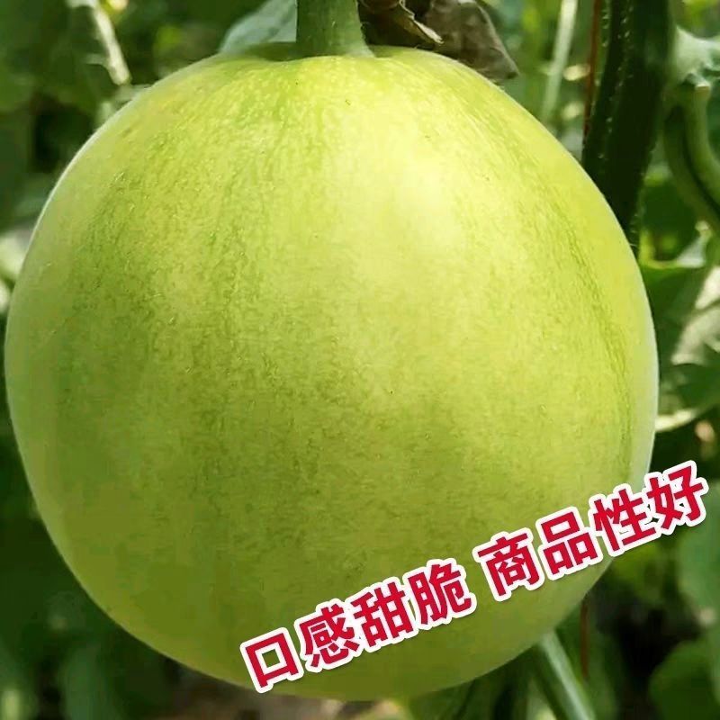 绿园果立甜宝甜瓜种子甜宝种子酥脆香甜薄皮香瓜甜瓜甜宝蔬菜