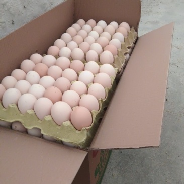 实力推荐精品土鸡蛋粉壳鸡蛋价格实惠品质好量大从优