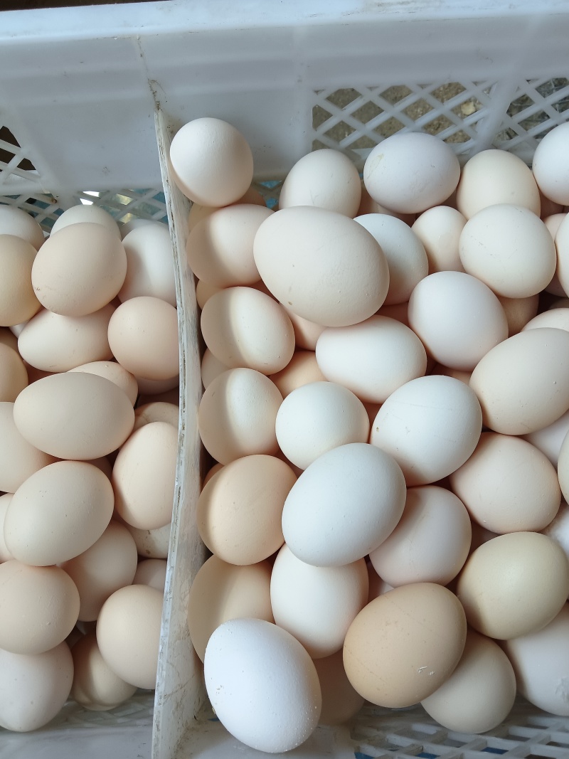 鲜鸡蛋倒筺鸡蛋粉壳品质保证量大从优欢迎联系价格优