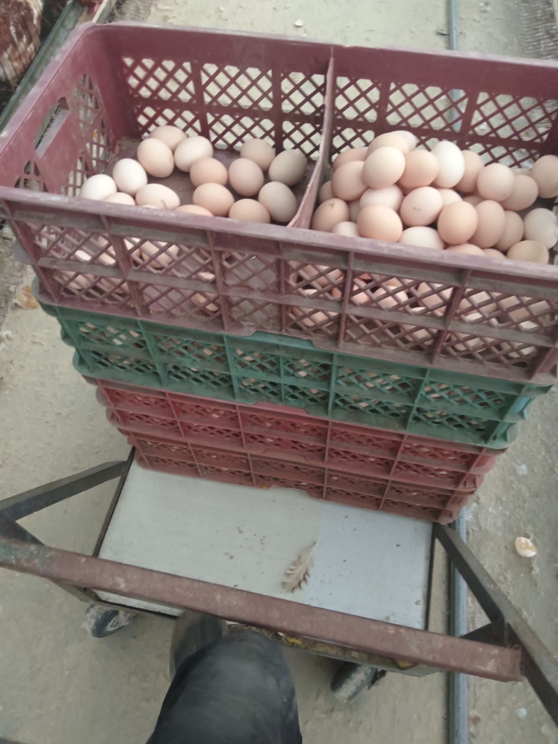 鲜鸡蛋倒筺鸡蛋粉壳品质保证量大从优欢迎联系价格优
