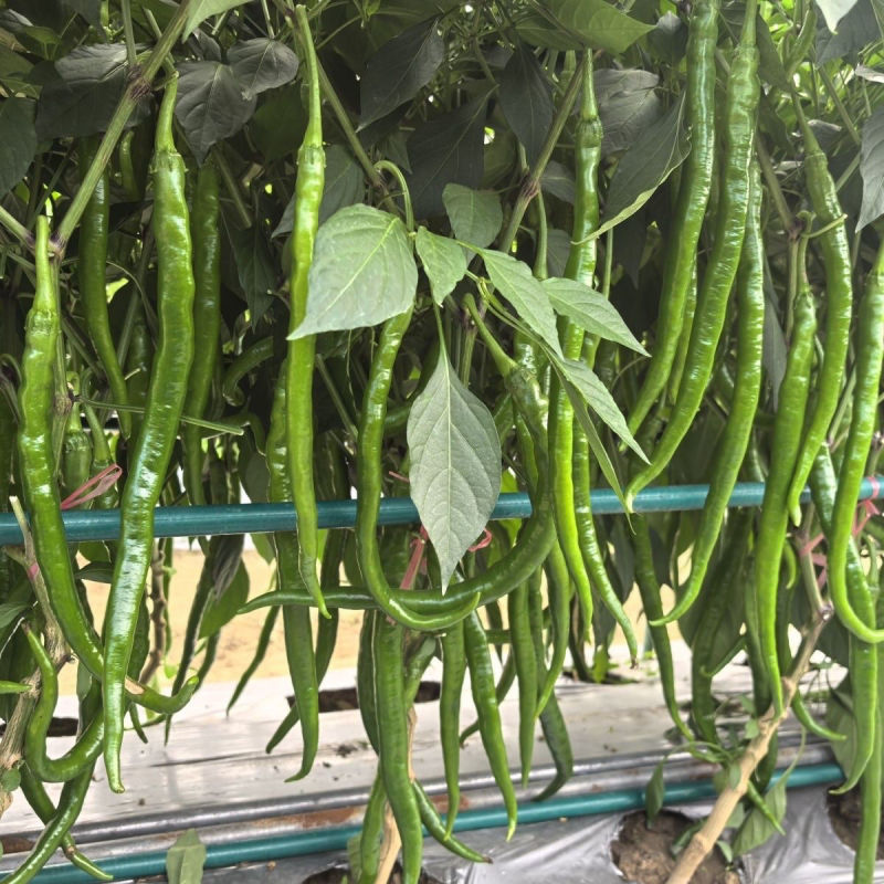 新山椒线椒辣椒种子口感好强辣亮绿早熟高产商品性佳