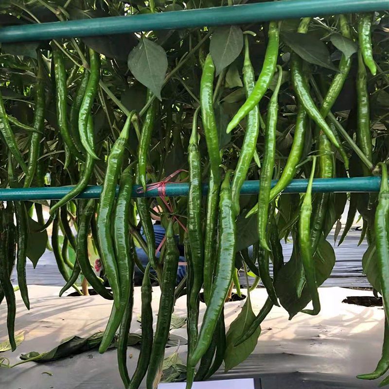 新山椒线椒辣椒种子口感好强辣亮绿早熟高产商品性佳