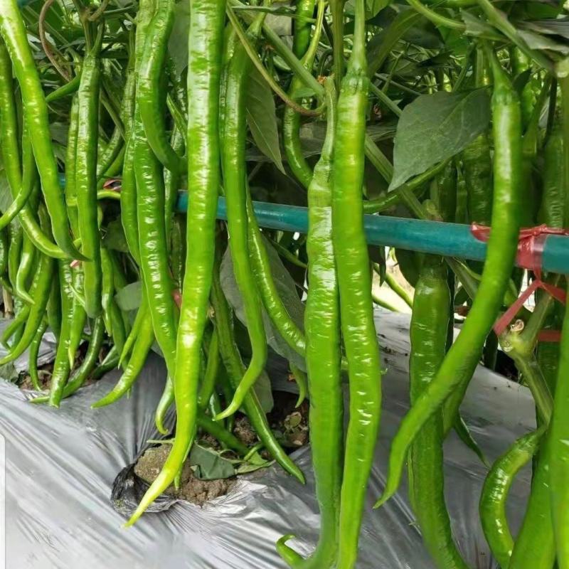 荣茂线椒线椒种子早熟辣椒种籽丰产线椒干鲜两用抗病强座果