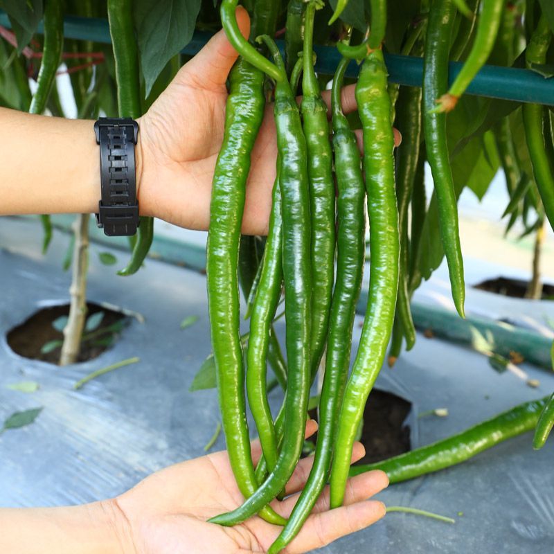 荣茂线椒线椒种子早熟辣椒种籽丰产线椒干鲜两用抗病强座果