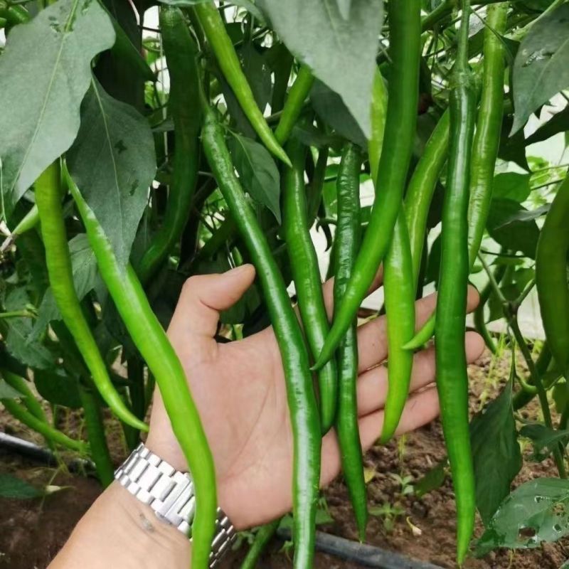 荣茂线椒线椒种子早熟辣椒种籽丰产线椒干鲜两用抗病强座果
