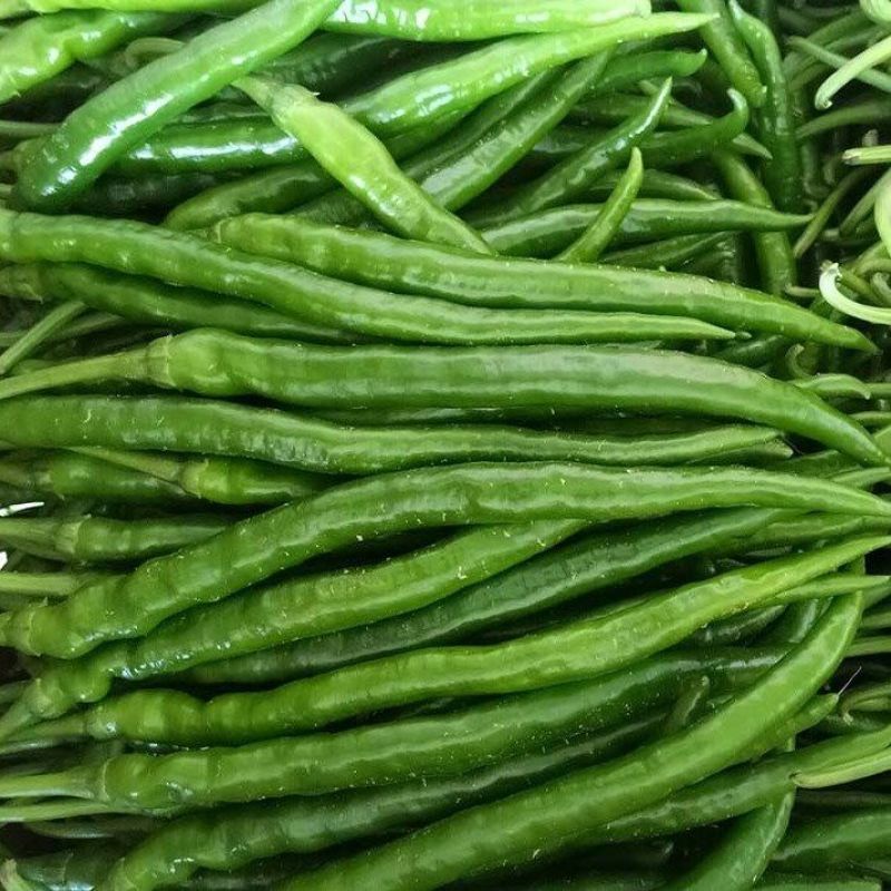 荣茂线椒线椒种子早熟辣椒种籽丰产线椒干鲜两用抗病强座果