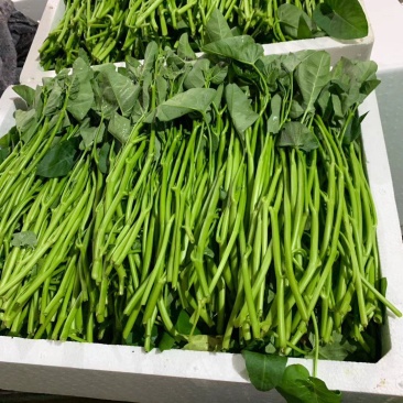 湘菜系（滕蒽）比通心菜鲜嫩的新品。