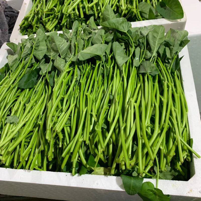 湘菜系（滕蒽）比通心菜鲜嫩的新品。