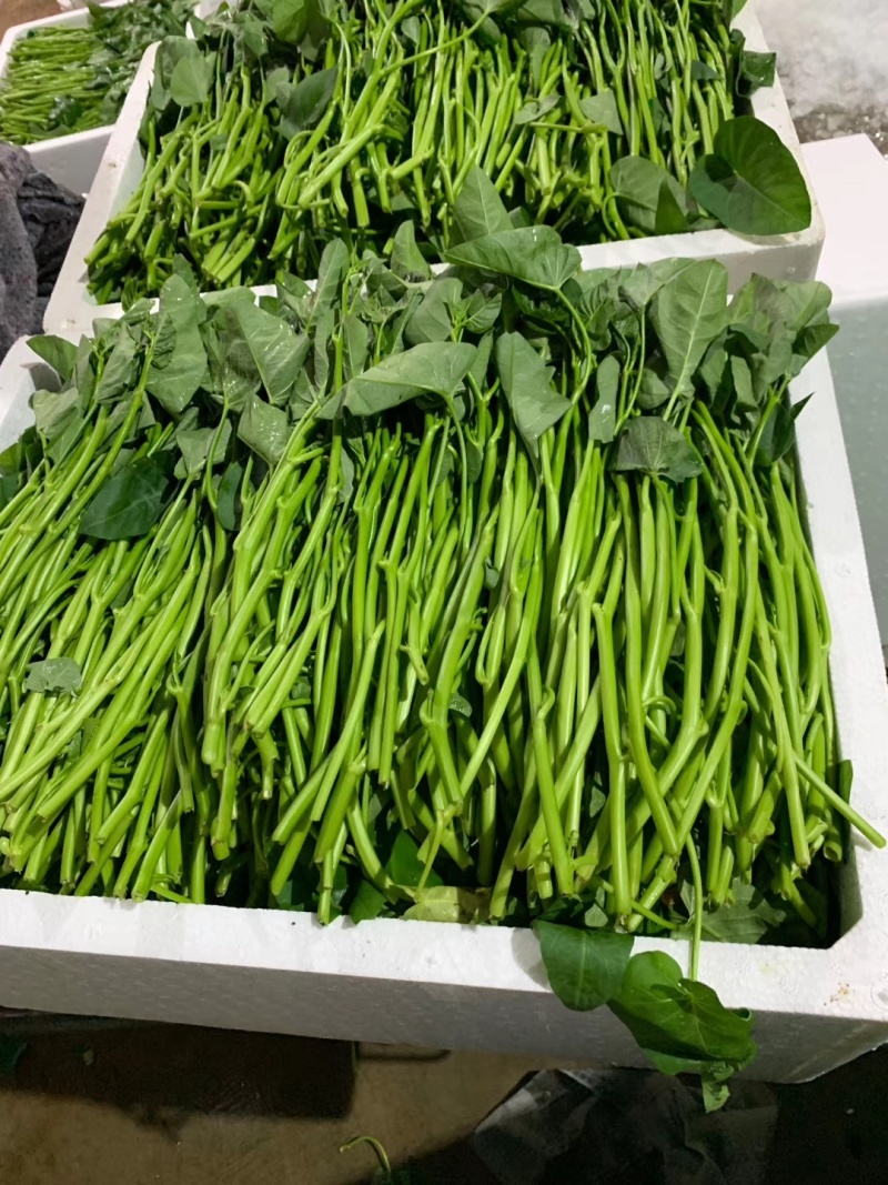湘菜系（滕蒽）比通心菜鲜嫩的新品。