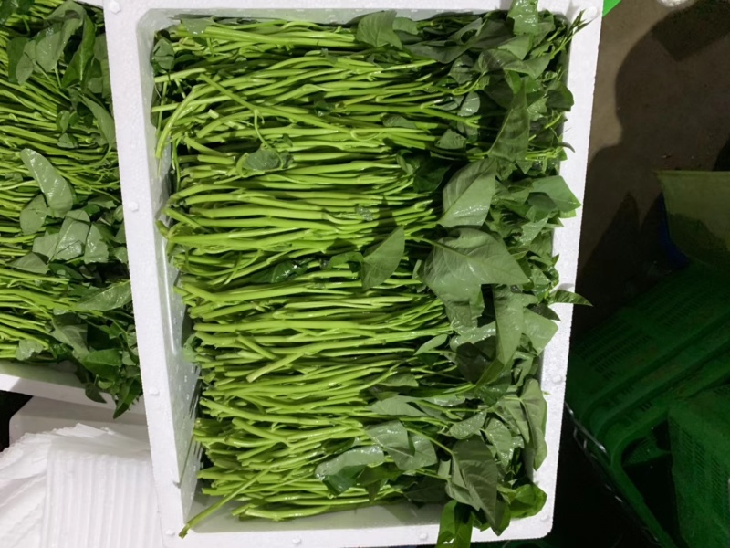 湘菜系（滕蒽）比通心菜鲜嫩的新品。
