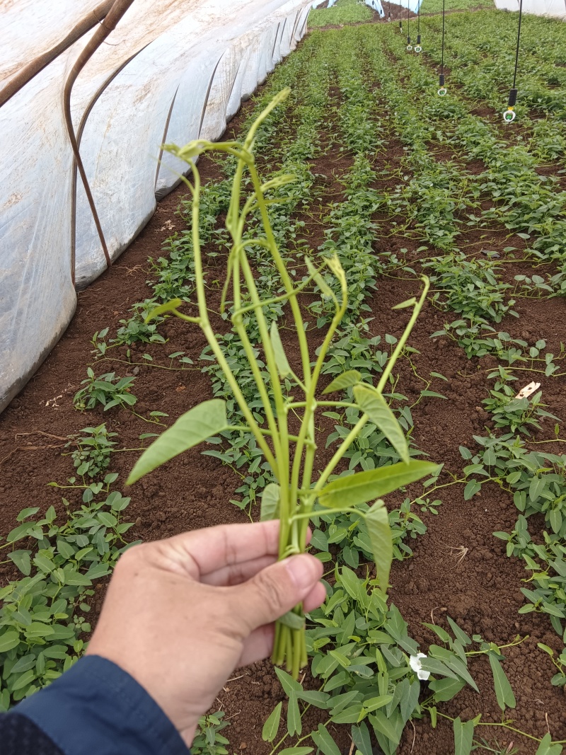 湘菜系（滕蒽）比通心菜鲜嫩的新品。