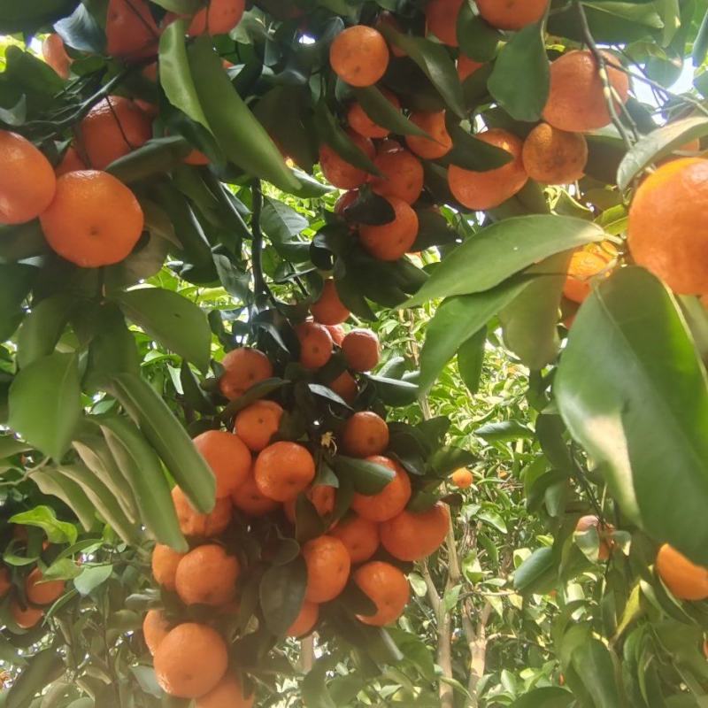 广西桂林沙糖桔