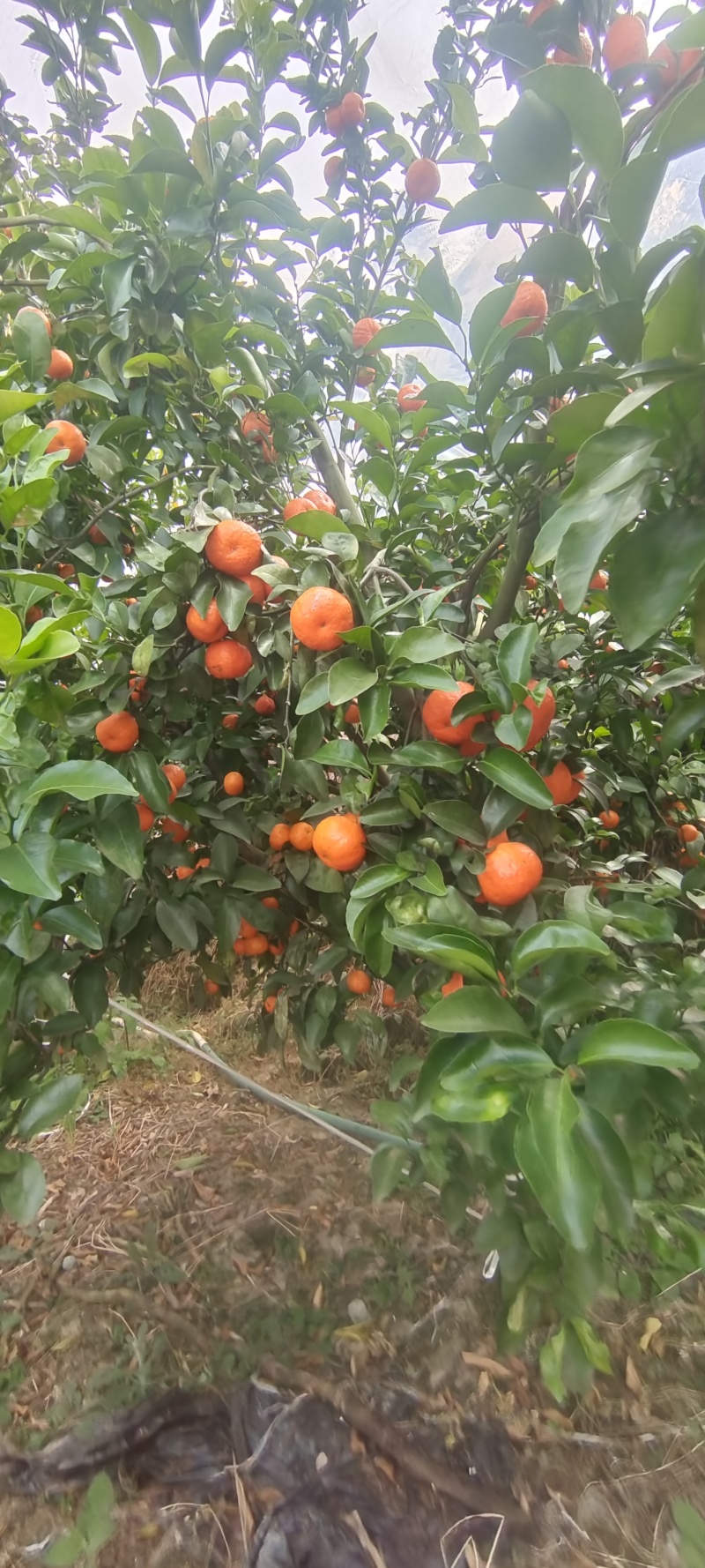 广西桂林沙糖桔