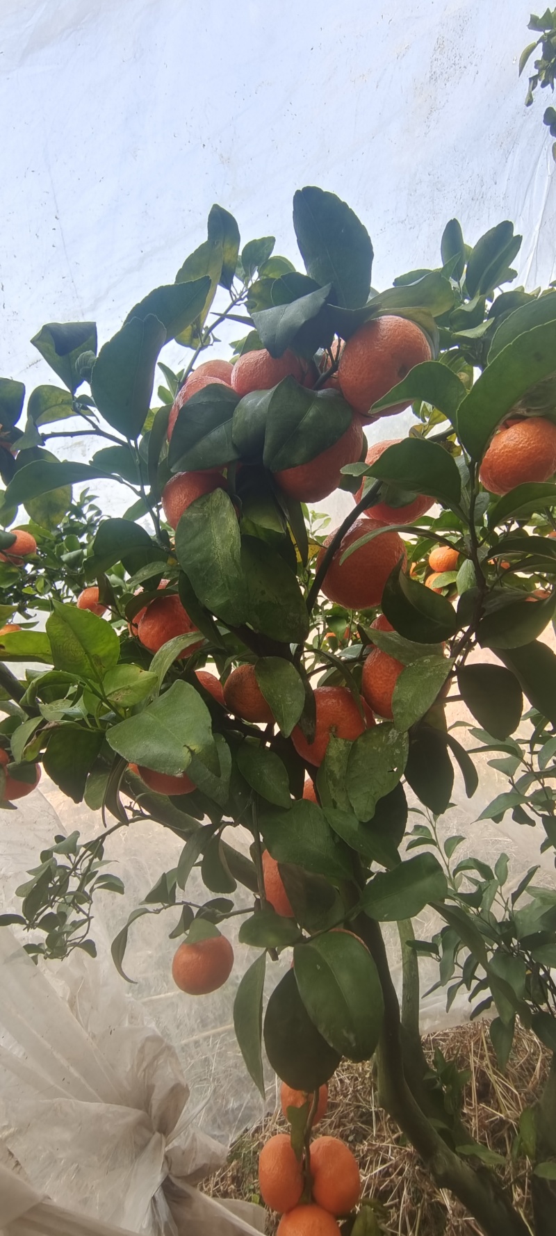 广西桂林沙糖桔