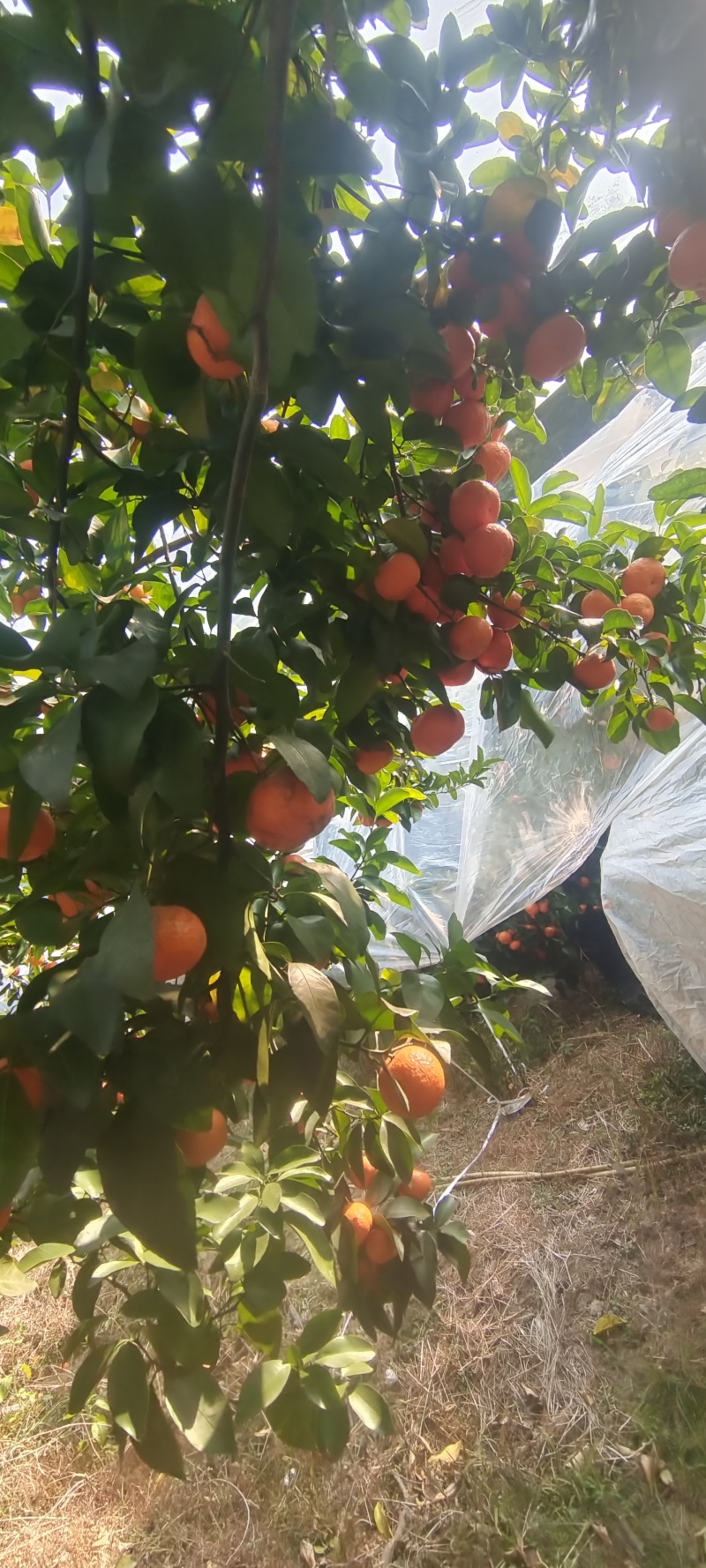 广西桂林沙糖桔