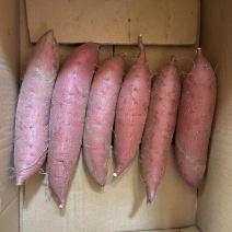 红瑶蜜薯玛莎丽蜜薯鸣门金时蜜薯丝滑蜜薯榴莲蜜薯