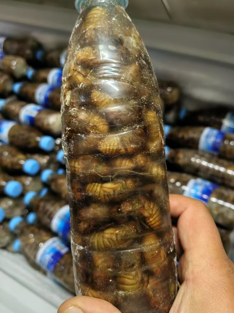 杜仲金蝉活体装瓶，一瓶一百个