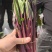 红菜苔