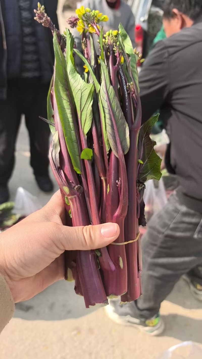 红菜苔