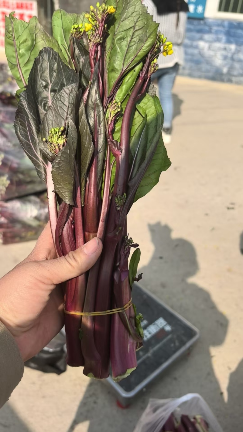 红菜苔
