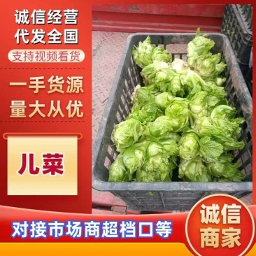 【精品】儿菜大量上市中新鲜一手货源可视频看货量大从优