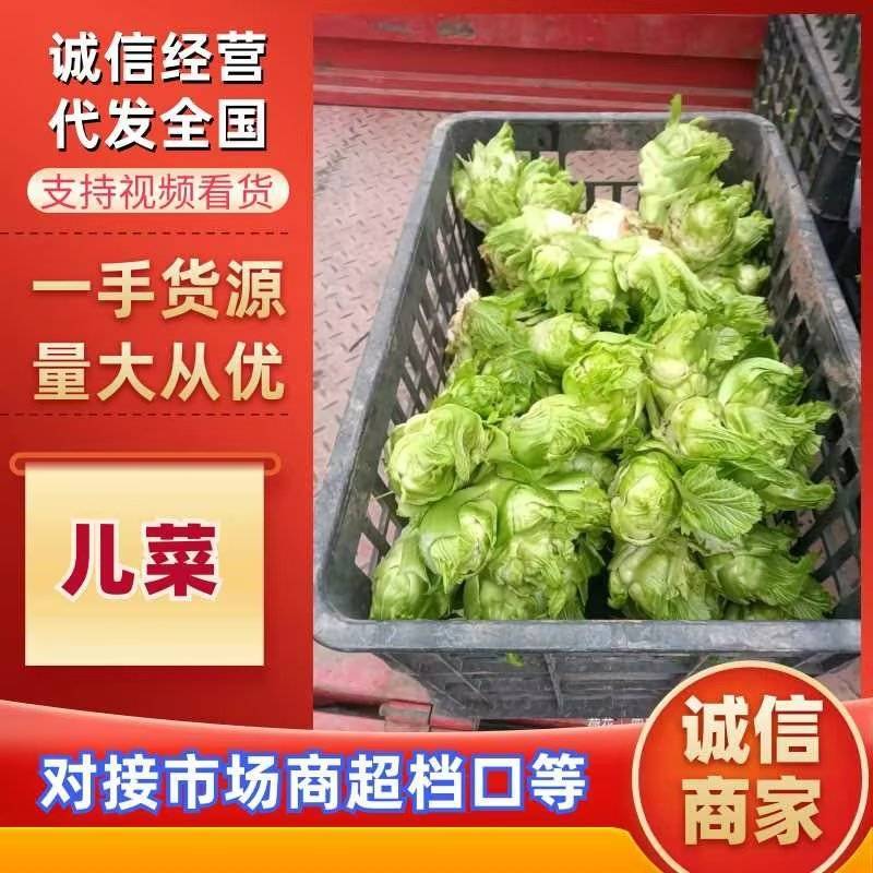 【精品】儿菜大量上市中新鲜一手货源可视频看货量大从优