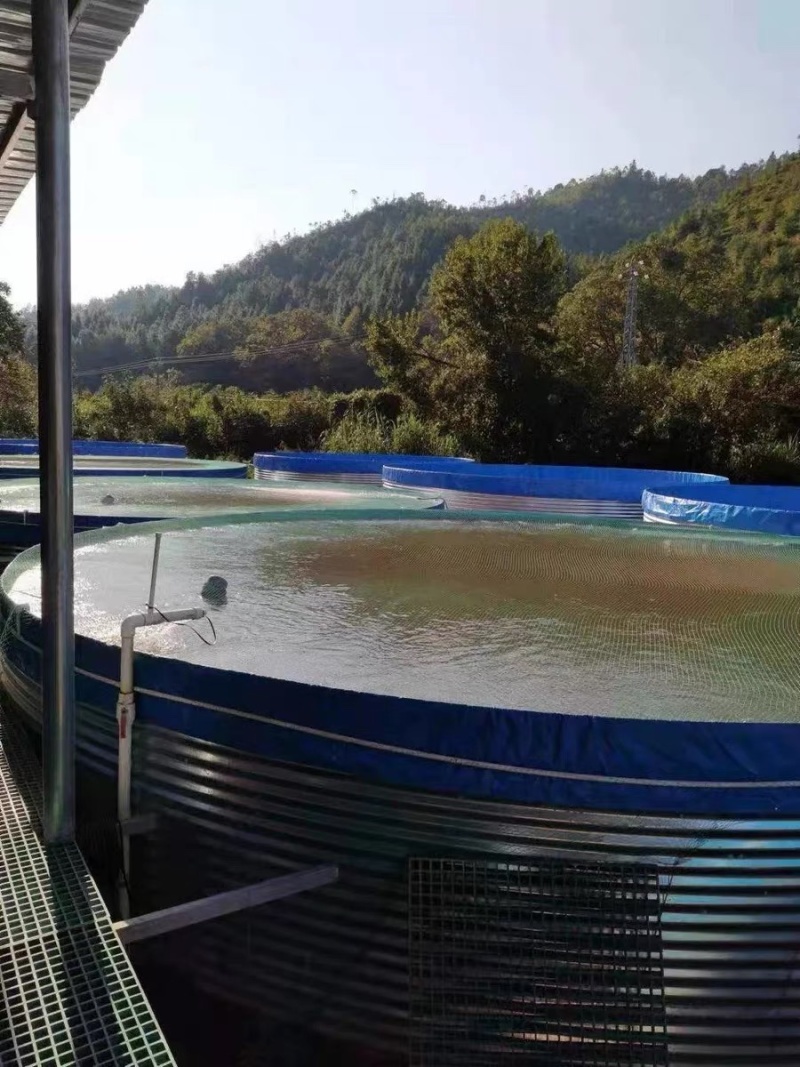 陆基工厂化镀锌板帆布池水产养殖循环水养殖提供技术支持
