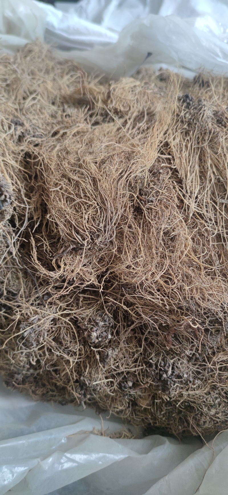 细辛中药材批发量大从优诚信经营