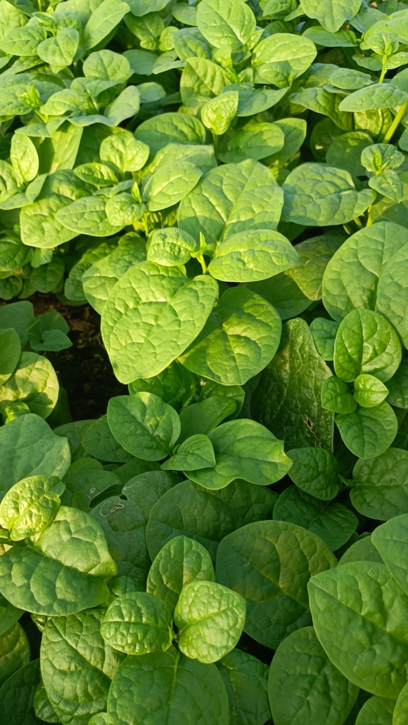 基地大棚木耳菜大量上市中有需要的可以联系。
