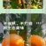 正宗奉节脐橙，货量充足质量保证视频看货，对接商超市场