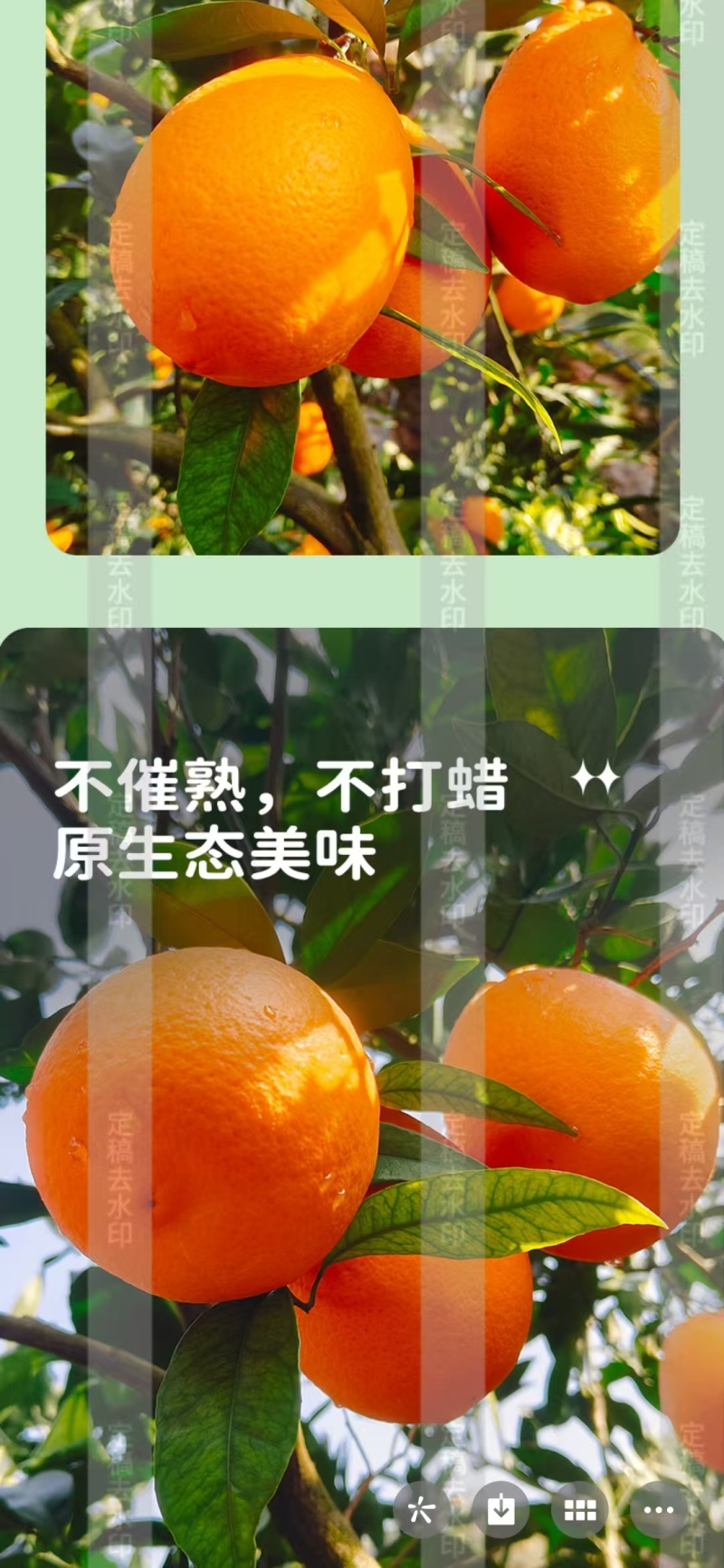 正宗奉节脐橙，货量充足质量保证视频看货，对接商超市场