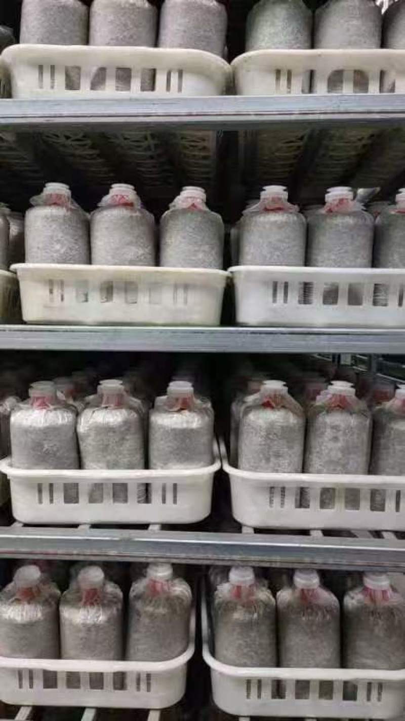 菌棒，赤灵芝菌棒，美芝菌棒，鹿角灵芝菌棒，观赏灵芝菌棒