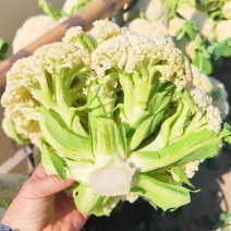 有机花菜，散花，大量上市，白面青梗现货大量供应