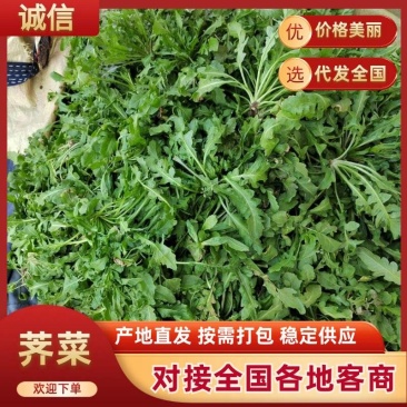 新鲜荠菜保质保量新鲜现挖可对接全国价格美丽