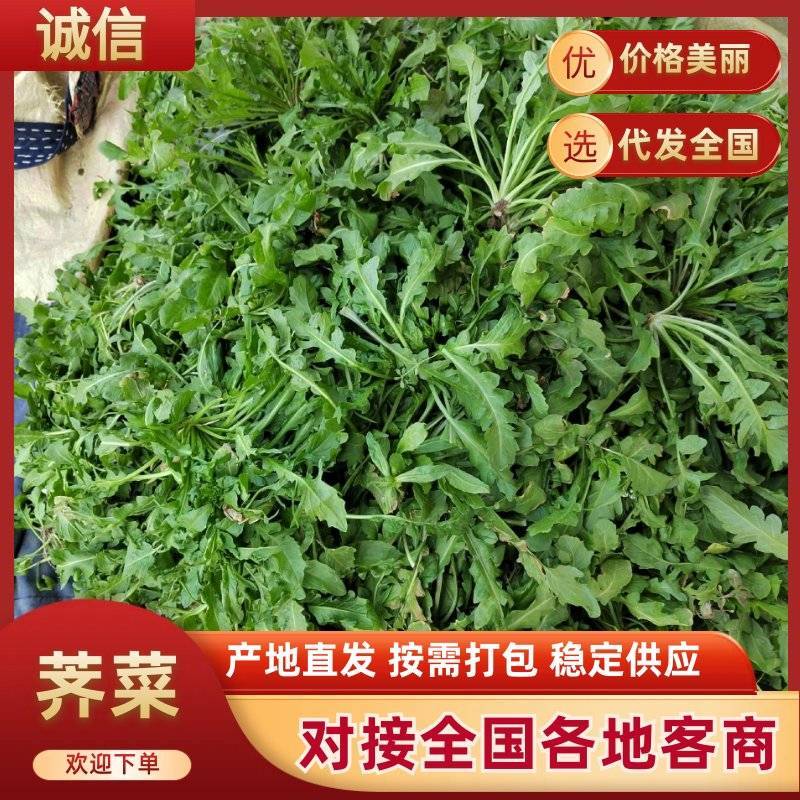 新鲜荠菜保质保量新鲜现挖可对接全国价格美丽
