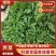 鲜荠菜，菜品新鲜，保质保量，物美价廉欢迎新老客户来电咨询