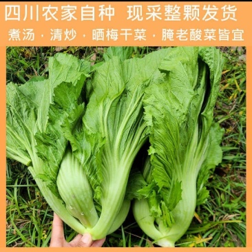 四川泡青菜