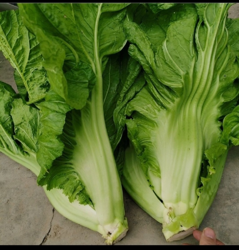 四川泡青菜