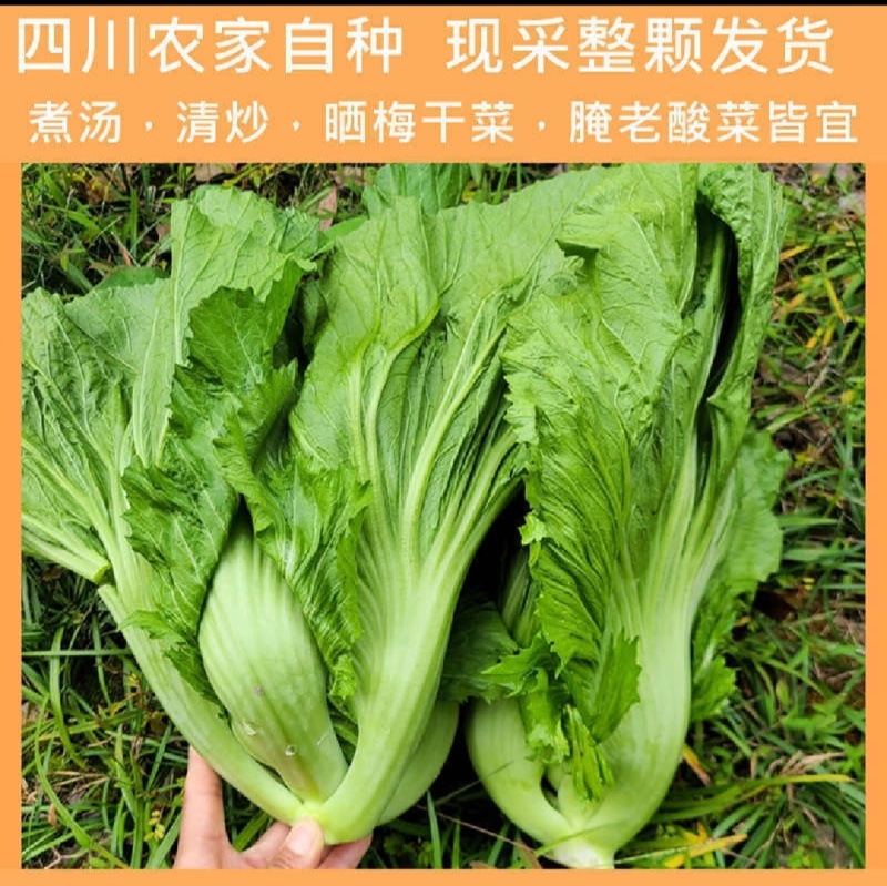 四川泡青菜