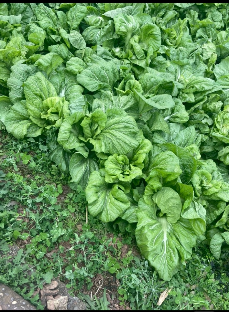 四川泡青菜
