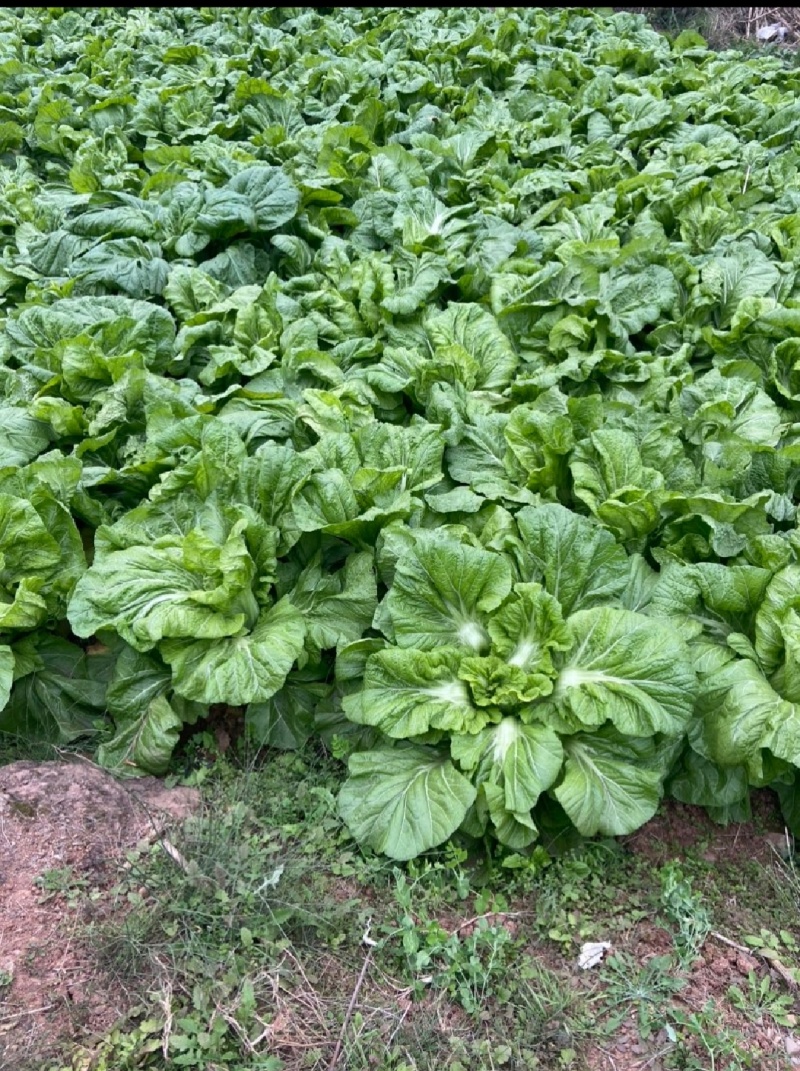 四川泡青菜