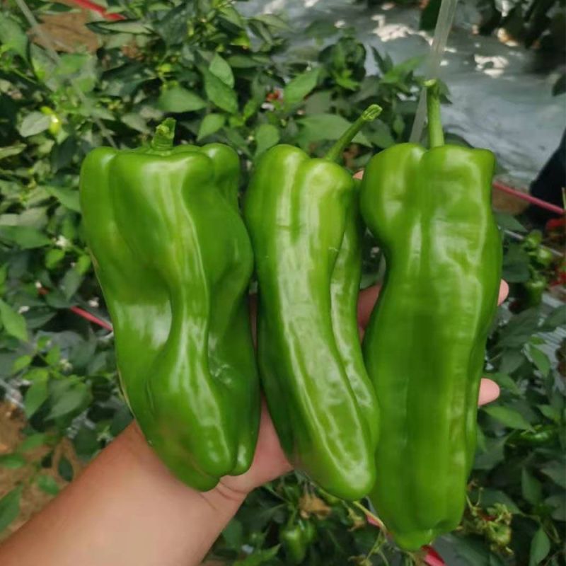 【薄皮椒苗】一手货源精品薄皮椒苗品质保证视频看货