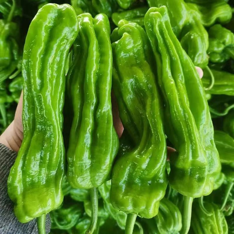【薄皮椒苗】一手货源精品薄皮椒苗品质保证视频看货